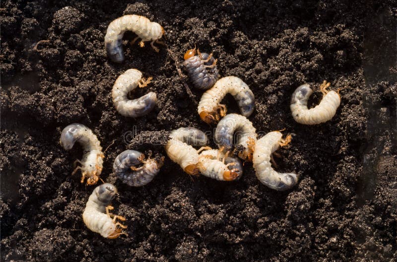 Witte chafer rups tegen de achtergrond van de grond Larve van de Mei-kever royalty-vrije stock afbeeldingen Witte chafer rups tegen de achtergrond van de grond Larve van de Mei-kever royalty-vrije stock afbeeldingen