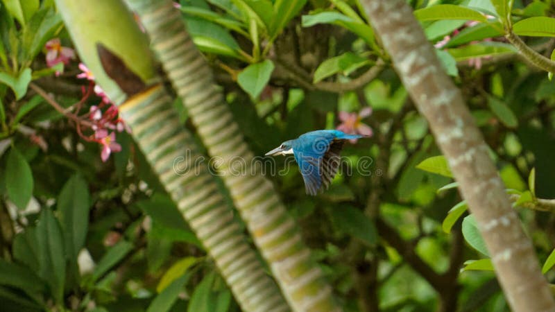 Witte collared ijsvogel, Bali royalty-vrije stock foto's Witte collared ijsvogel, Bali royalty-vrije stock foto's