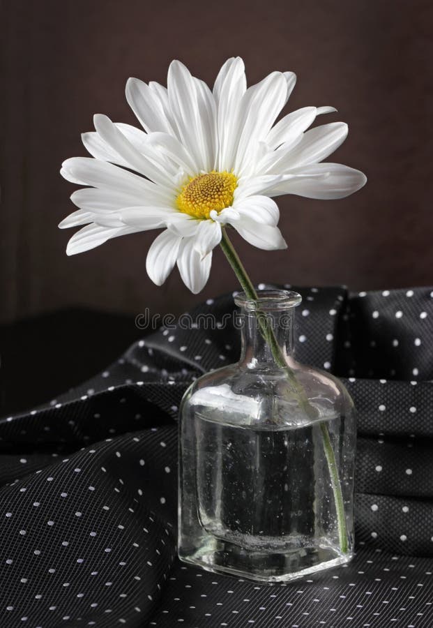 Witte Daisy Flower royalty-vrije stock afbeeldingen Witte Daisy Flower royalty-vrije stock afbeeldingen