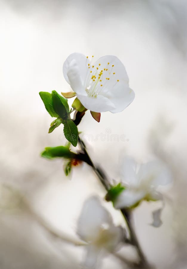 White spring flower. Nature backgrounds. Focus shift techniques. White spring flower. Nature backgrounds. Focus shift techniques