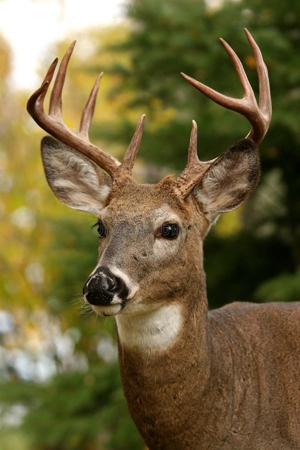 Closeup portrait of a white tailed deer. Closeup portrait of a white tailed deer.