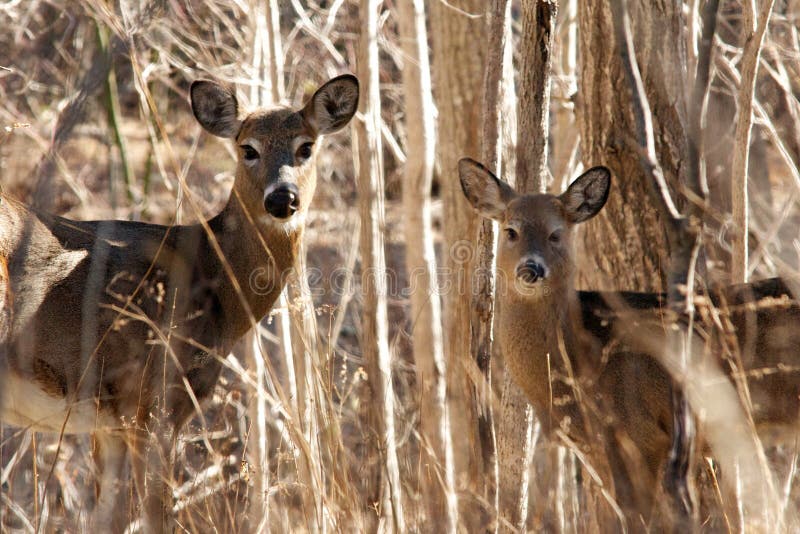 A pair of white-tailed deer pause in Acadia National Park. A pair of white-tailed deer pause in Acadia National Park