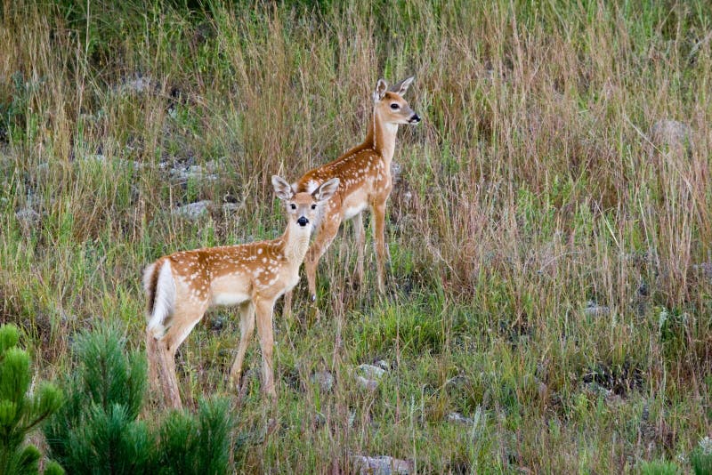 Two White Tailed Deer Fawns Standing in Grassy Field. Two White Tailed Deer Fawns Standing in Grassy Field