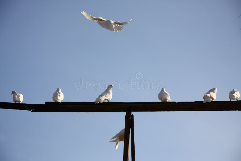 Witte duif die in de blauwe hemel vliegen het terugkeren naar huis aan de groep duiven stock fotografie Witte duif die in de blauwe hemel vliegen het terugkeren naar huis aan de groep duiven stock fotografie