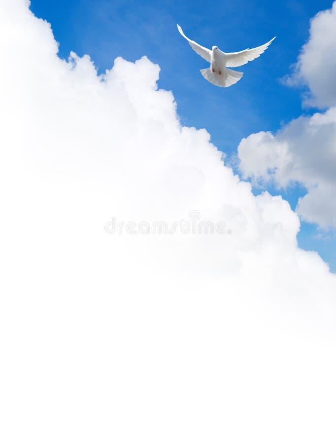 Witte duif die in de hemel vliegen stock foto Witte duif die in de hemel vliegen stock foto
