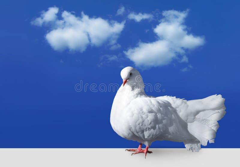 Witte duif tegen hemel stock afbeeldingen Witte duif tegen hemel stock afbeeldingen