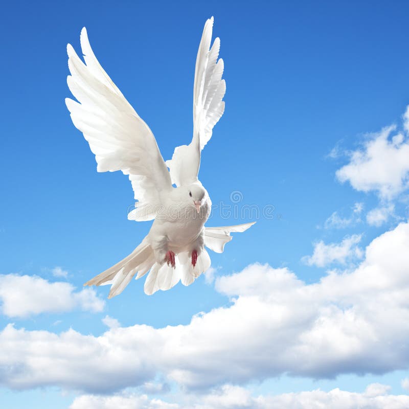 Witte duif tijdens de vlucht royalty-vrije stock afbeelding Witte duif tijdens de vlucht royalty-vrije stock afbeelding