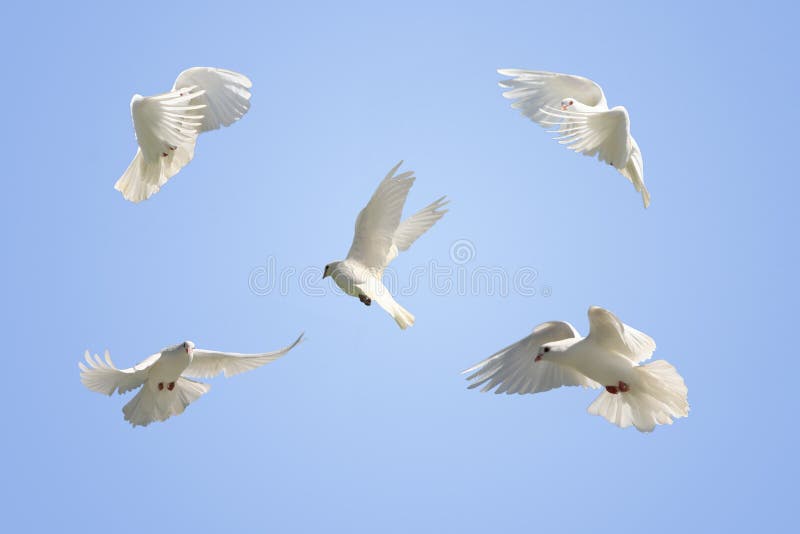 Песня белыми голубями летите письма домой. Стая белых голубей в полете. Голуби белые в полете Свадебные. Стая белых голубей в белых облаках. Белый голубь в полете фото.