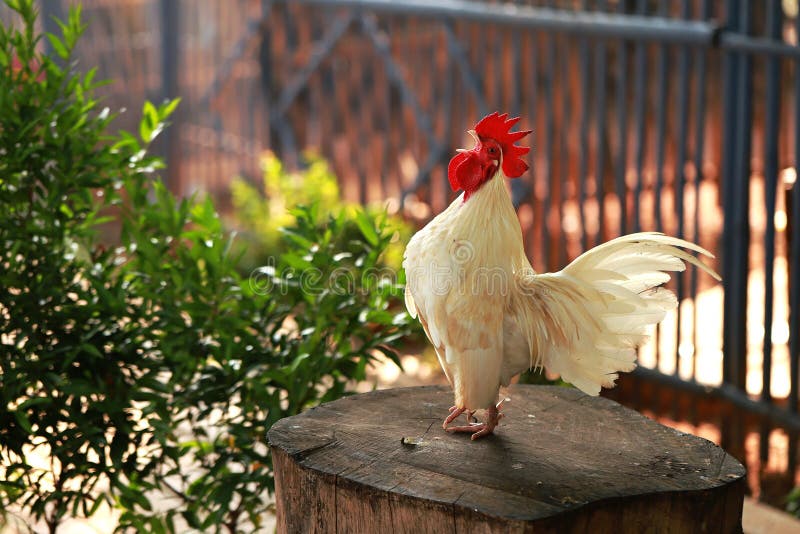 White dwarf rooster crowing in the morning. White dwarf rooster crowing in the morning