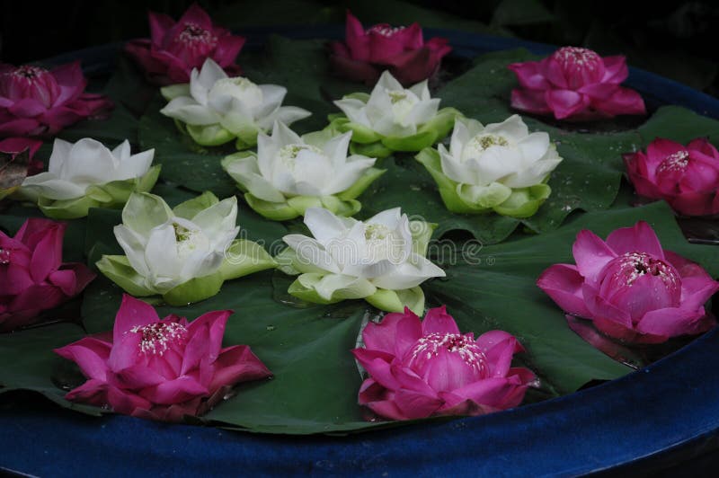 Witte en donkere roze lotuses stock afbeelding Witte en donkere roze lotuses stock afbeelding