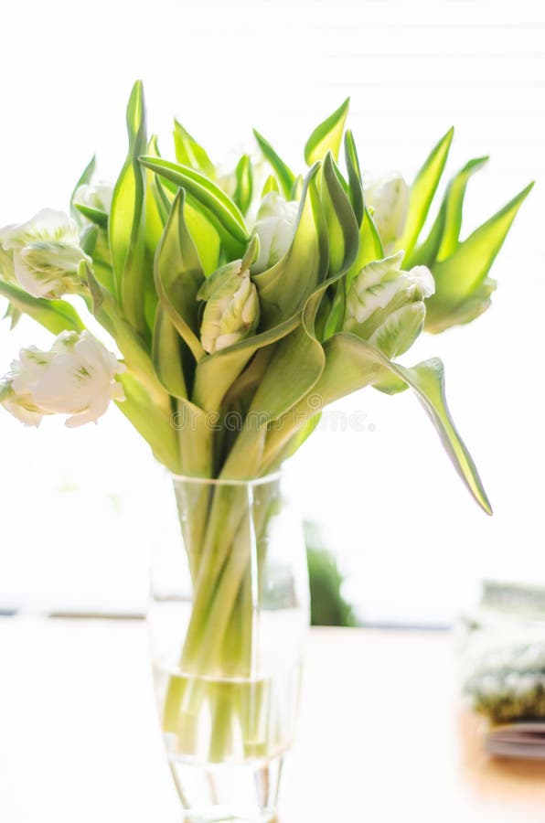 Witte en groene tulpen royalty-vrije stock foto's Witte en groene tulpen royalty-vrije stock foto's