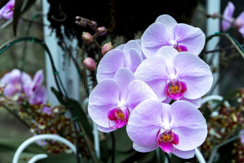 Witte en purpere orchideeën in het park royalty-vrije stock afbeelding Witte en purpere orchideeën in het park royalty-vrije stock afbeelding