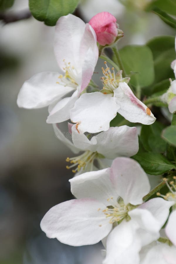 Witte en roze appelbloesems royalty-vrije stock foto Witte en roze appelbloesems royalty-vrije stock foto