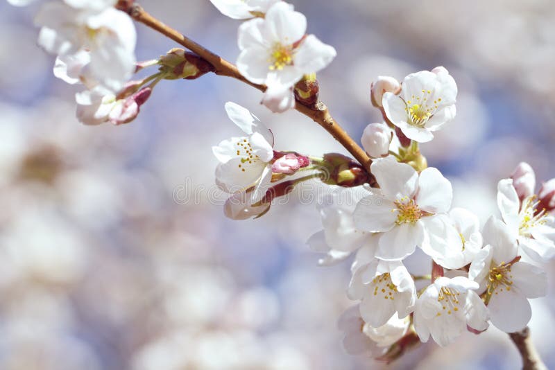 Closeup of white and pink cherry blossoms in early spring. High key, pastel colors, focus on foreground, horizontal composition, and copy space. Closeup of white and pink cherry blossoms in early spring. High key, pastel colors, focus on foreground, horizontal composition, and copy space.