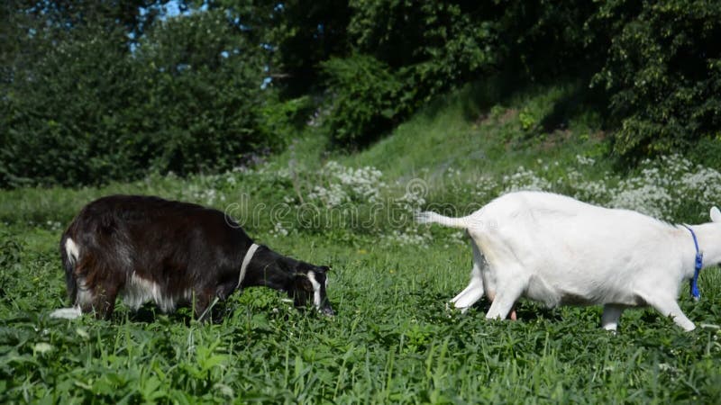 Witte en zwarte geitengrazing op een groene weide