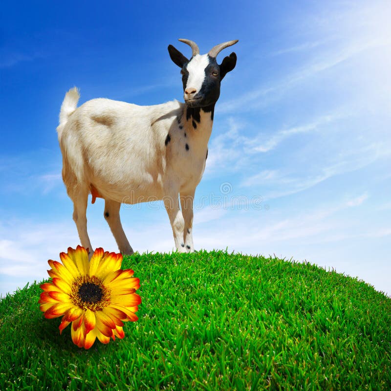 A white goat pasturing in a green grass hill with a yellow flower under bright blue sky. A white goat pasturing in a green grass hill with a yellow flower under bright blue sky