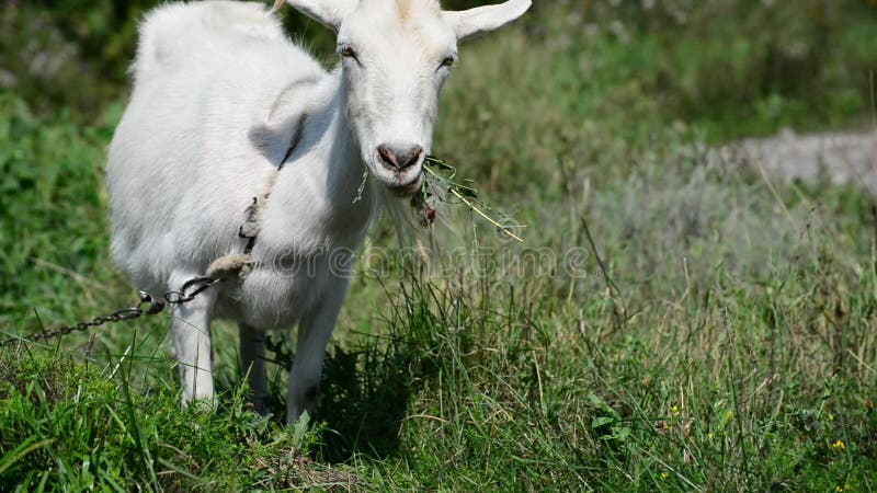 Witte geit die op leiband gras eten