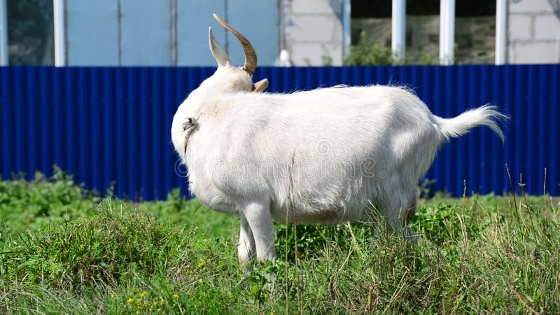 Witte geit die op leiband gras eten