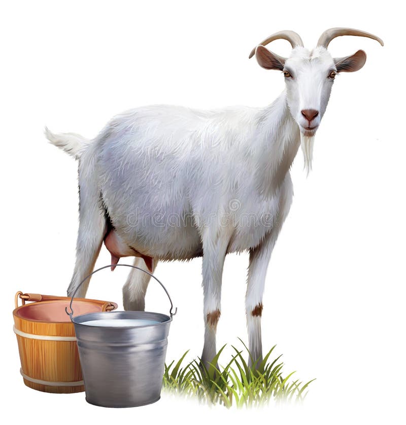 Witte geit met emmershoogtepunt van melk. stock foto Witte geit met emmershoogtepunt van melk. stock foto