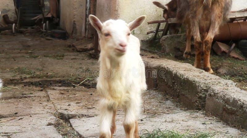 Witte geit op de boerderij