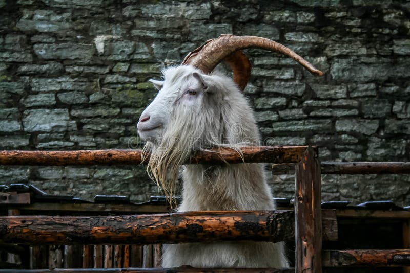 Witte geit op een achtergrond van een bakstenen muur die aan de zij, nieuwsgierige geit achter een houten omheining, hoornen en b stock foto's Witte geit op een achtergrond van een bakstenen muur die aan de zij, nieuwsgierige geit achter een houten omheining, hoornen en b stock foto's