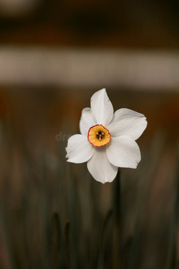 Witte Gele narcis royalty-vrije stock afbeeldingen Witte Gele narcis royalty-vrije stock afbeeldingen