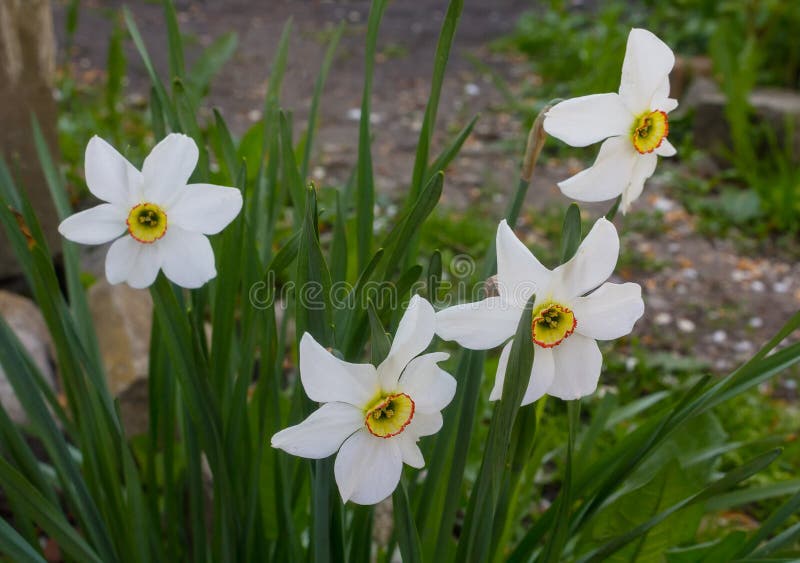 Download Witte Gele Narcissen In De Tuin Stock Afbeelding - Afbeelding bestaande uit bloemen, helder: 54086485