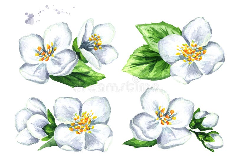 Witte geplaatste jasmijnbloemen Waterverfhand getrokken die illustratie, op witte achtergrond wordt geïsoleerd stock illustratie Witte geplaatste jasmijnbloemen Waterverfhand getrokken die illustratie, op witte achtergrond wordt geïsoleerd stock illustratie