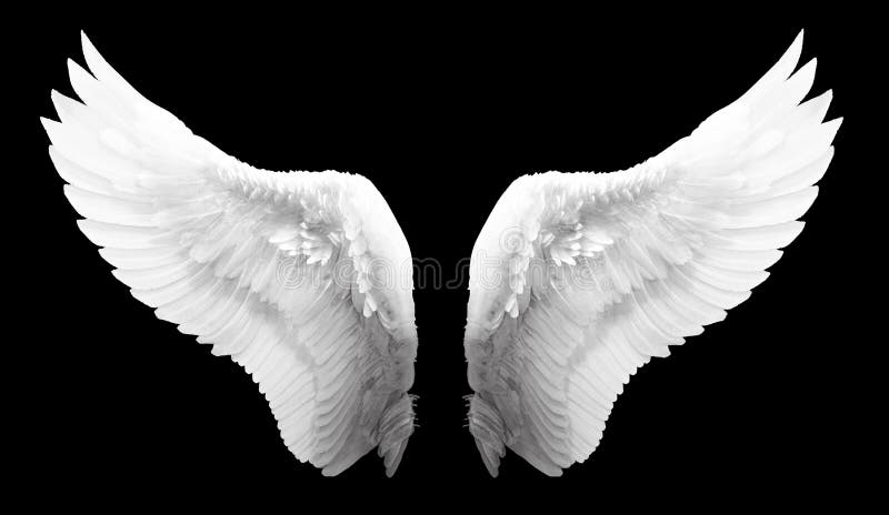 Witte geïsoleerde engelenvleugel