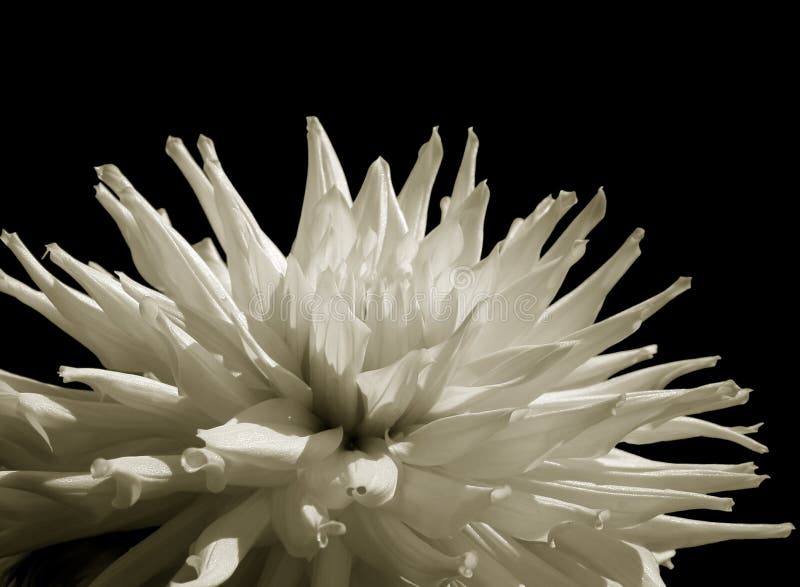 Download Witte (geïsoleerded) Dahlia Stock Afbeelding - Afbeelding bestaande uit sluit, summer: 27691