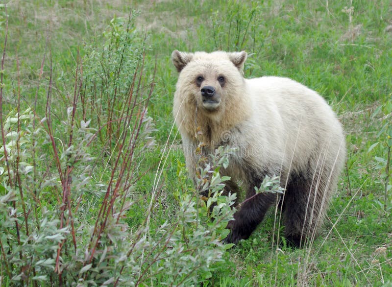 A very light coloured grizzly in the wilderness of western Canada. A very light coloured grizzly in the wilderness of western Canada