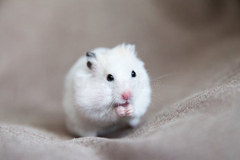 Witte Hamster Met Roze En Zwarte Ogen Stock - Image of sluit, muis: 175855406