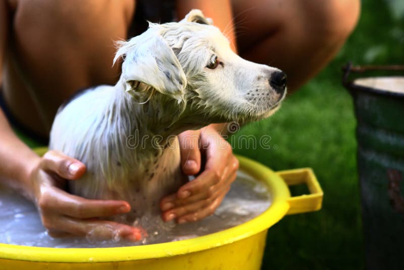 Witte het puppyhond van de jong geitjewas in geel bassin royalty-vrije stock afbeelding Witte het puppyhond van de jong geitjewas in geel bassin royalty-vrije stock afbeelding