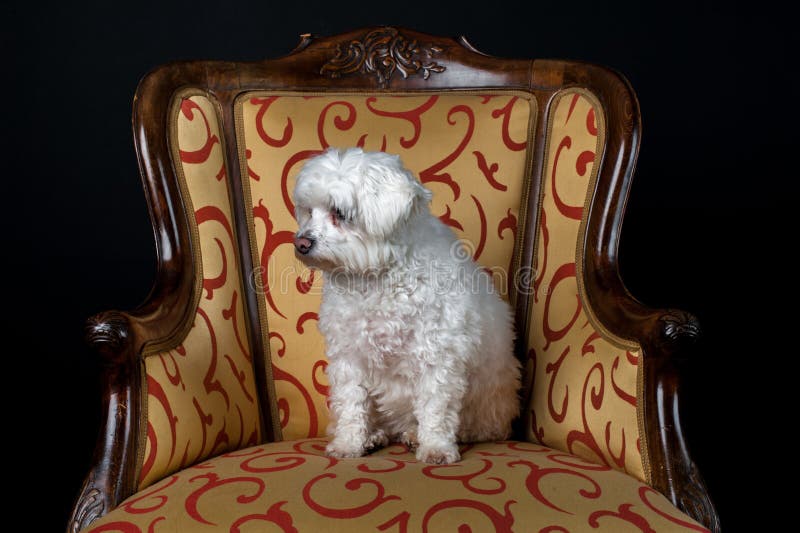 Witte hondzitting in uitstekende leunstoel royalty-vrije stock afbeeldingen Witte hondzitting in uitstekende leunstoel royalty-vrije stock afbeeldingen