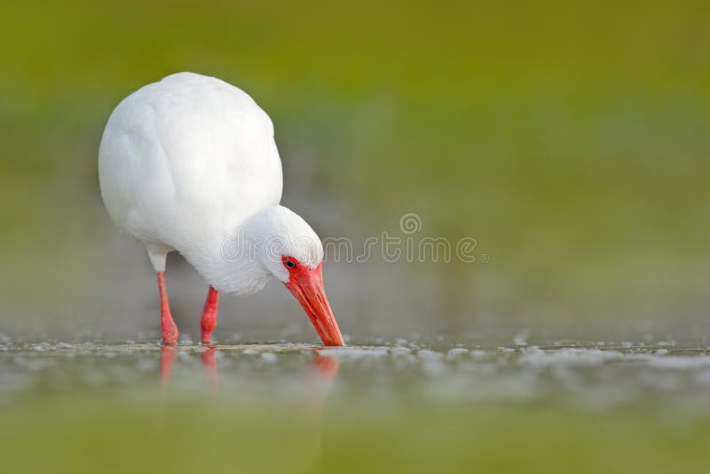 Witte Ibis, Eudocimus-albus, witte vogel met rode rekening in het water, het voeden voedsel in het meer, Florida, de V.S. Het wil royalty-vrije stock foto Witte Ibis, Eudocimus-albus, witte vogel met rode rekening in het water, het voeden voedsel in het meer, Florida, de V.S. Het wil royalty-vrije stock foto
