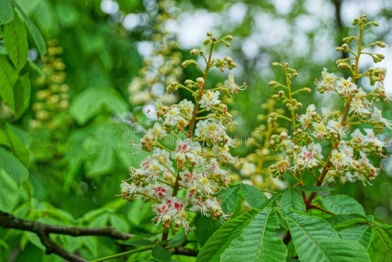 Witte kastanjebloemen met groene bladeren op een boomtak royalty-vrije stock afbeelding Witte kastanjebloemen met groene bladeren op een boomtak royalty-vrije stock afbeelding