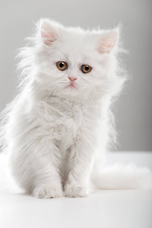 Witte kat stock afbeeldingen