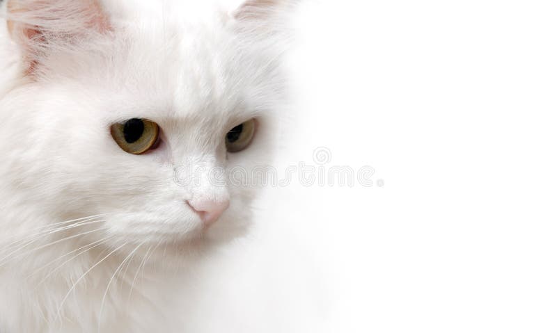 Witte Kat stock foto