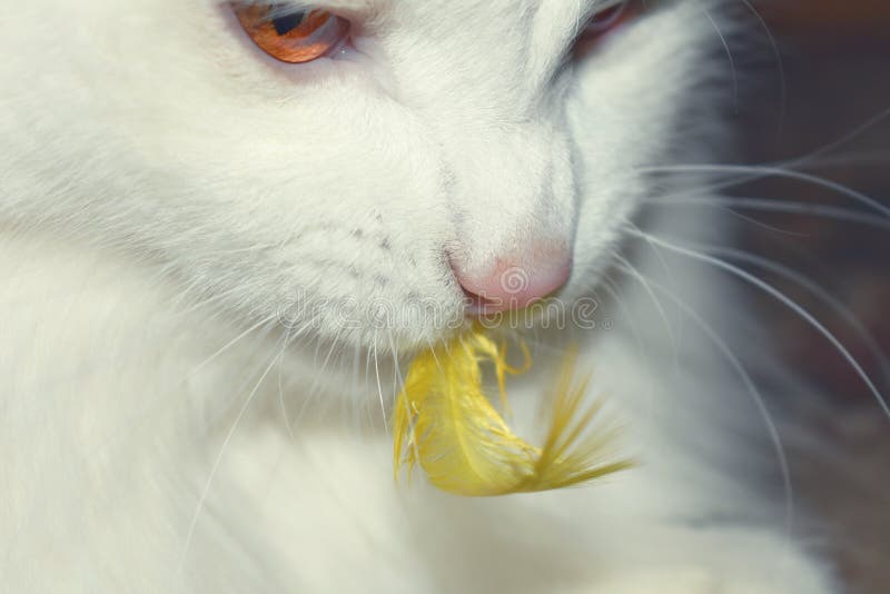 Witte kat en gele vogelveer stock fotografie Witte kat en gele vogelveer stock fotografie