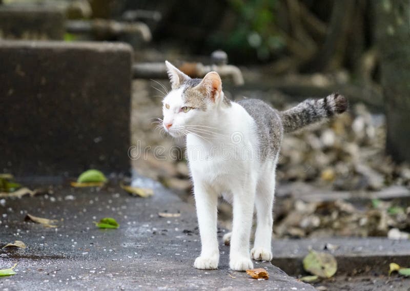 Witte kat twee toonkat stock fotografie Witte kat twee toonkat stock fotografie