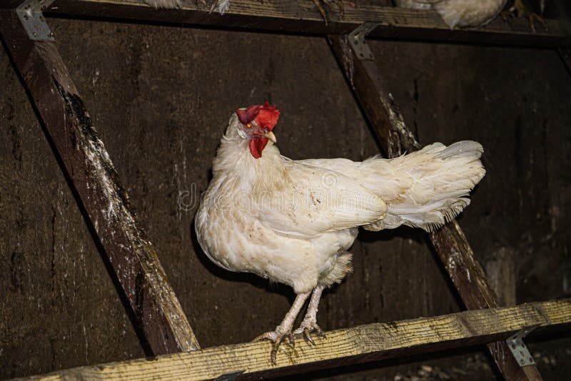 Alvast infrastructuur Is aan het huilen Witte Kip Zonder Veren Op De Nek, Draagt Cholesterolvrije Eieren Stock  Afbeelding - Image of nave, veren: 165853189