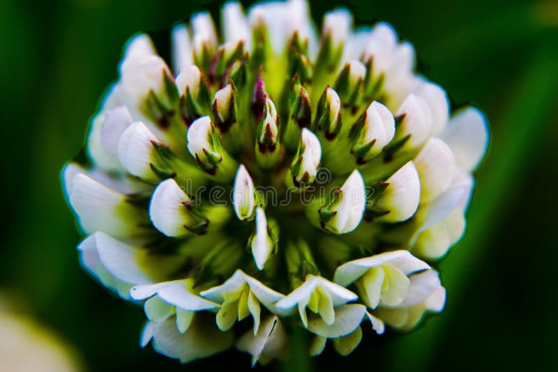 White clover flower approximately on background greenery. White clover flower approximately on background greenery.