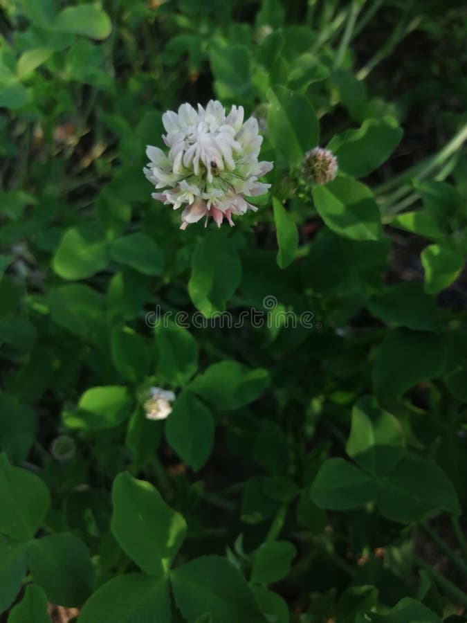 White clover flowers field in summer, shallow depth of field, summer. White clover flowers field in summer, shallow depth of field, summer