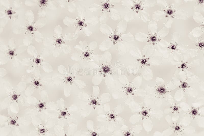 Witte kleine bloemen op het water bovenkant Zwart-wit, sepia Bloemen patroon Huwelijk, de lenteachtergrond Macro stock afbeelding Witte kleine bloemen op het water bovenkant Zwart-wit, sepia Bloemen patroon Huwelijk, de lenteachtergrond Macro stock afbeelding
