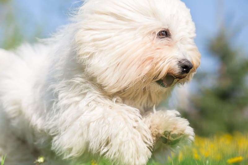 Witte Langharige Hond in looppas stock foto's Witte Langharige Hond in looppas stock foto's