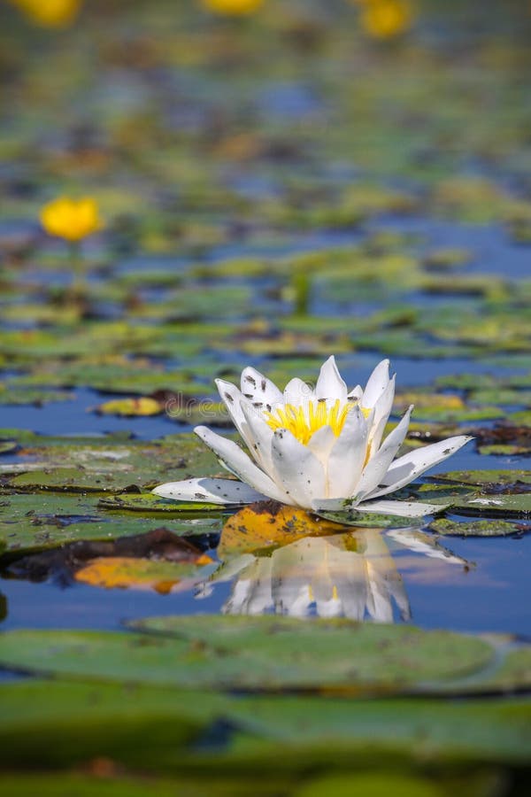 Witte lotusbloem stock afbeelding Witte lotusbloem stock afbeelding