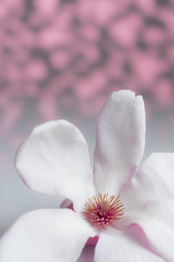 Witte magnolia met roze en grijze achtergrond royalty-vrije stock fotografie Witte magnolia met roze en grijze achtergrond royalty-vrije stock fotografie