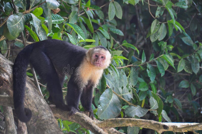 Witte Onder ogen gezien Capuchin Aap in Manuel Antonio National Park, Cos. royalty-vrije stock fotografie Witte Onder ogen gezien Capuchin Aap in Manuel Antonio National Park, Cos. royalty-vrije stock fotografie