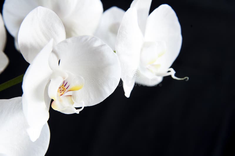 White orchid on a black background. White orchid on a black background