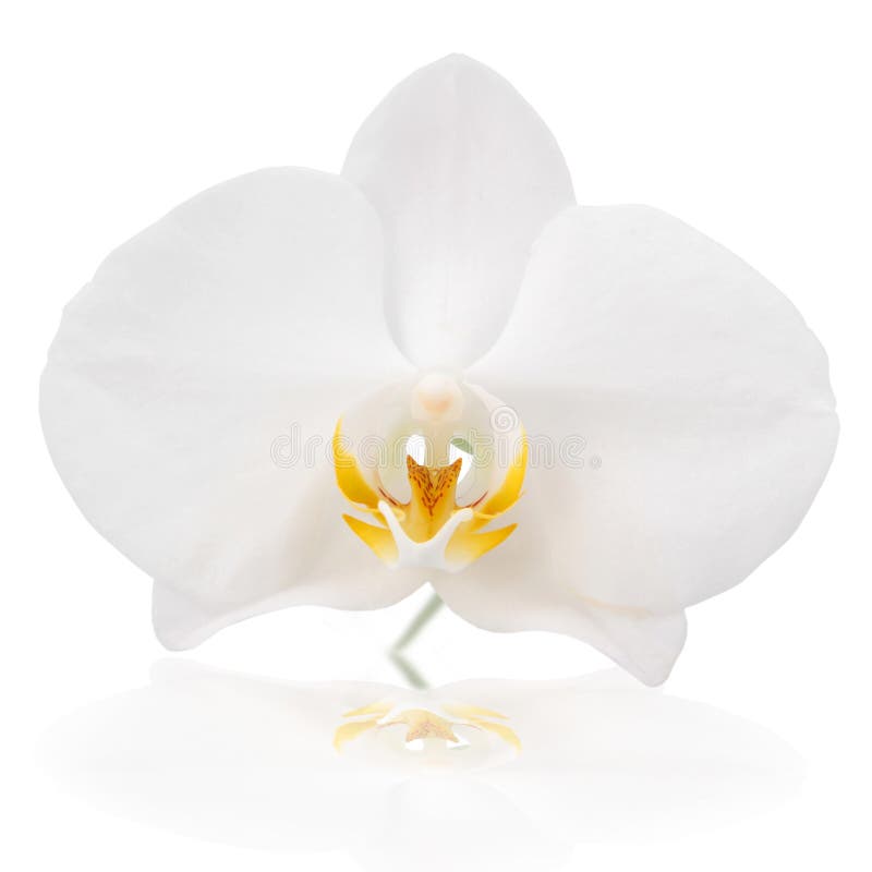 White Orchid on white background. White Orchid on white background